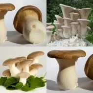 King Oyster Mushroom (Pleurotus eryngii) - 1 large set 7.5l