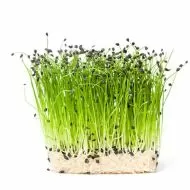 Chinese chives seeds - 750 pcs (2.5 g)