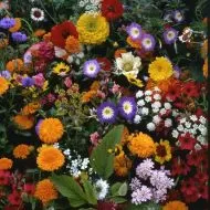 Seeds of a mix of Japanese flowers for 5-10 m2 (10 g)