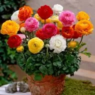 Ranunculus bulbs mix (Ranunculus asiaticus) - 10 pcs.