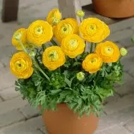 Yellow Ranunculus bulbs (Ranunculus asiaticus) - 10 pcs.