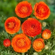 Orange Ranunculus bulbs (Ranunculus asiaticus) - 10 pcs.