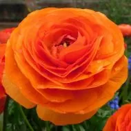 Orange Ranunculus bulbs (Ranunculus asiaticus) - 10 pcs.