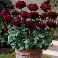 Purple Ranunculus bulbs (Ranunculus asiaticus) - 10 pcs.