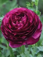 Purple Ranunculus bulbs (Ranunculus asiaticus) - 10 pcs.