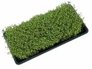 Garland Micro Greens Growing Tray With Holes, 56 x 28 x 3 cm