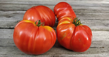 Seminte de rosii "Gigante XXL" (Gigante Pomodoro XXL) 5 buc
