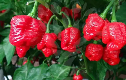 PEPER Trinidad Scorpion Moruga (Trinidad Scorpion Moruga) - 5semințe