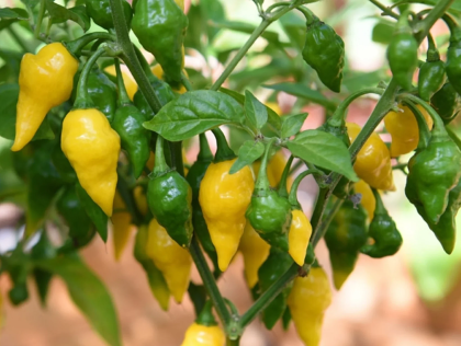 ARDEI IUT „Habanero Lemon” / Habanero Lemon - 15semințe