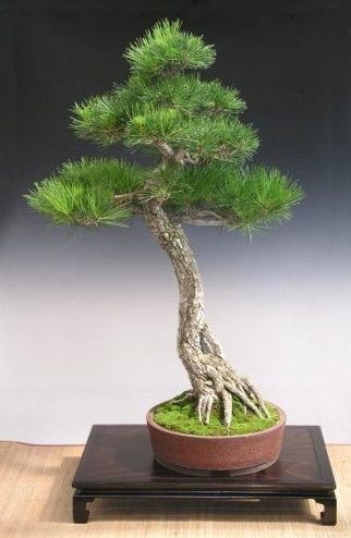 PINUS thunbergii =- 75 seminte 1,5g Pin Negru