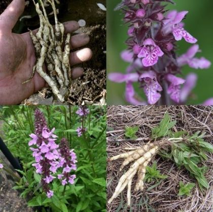 Stachys palustris 1g semințe