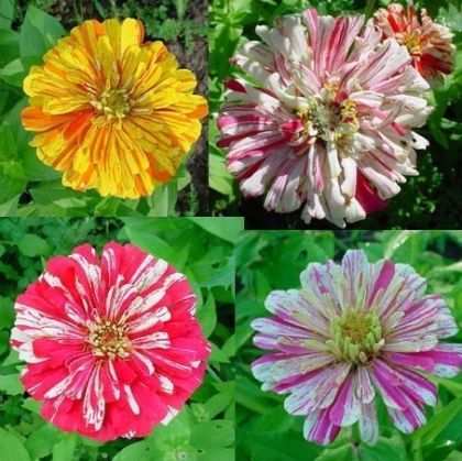 Semințe din soiul Zinnia Elegance "Zebra Mixture" (Amestec Zebra / Candy Stripe Mixed) 300 buc (±) / 3 g