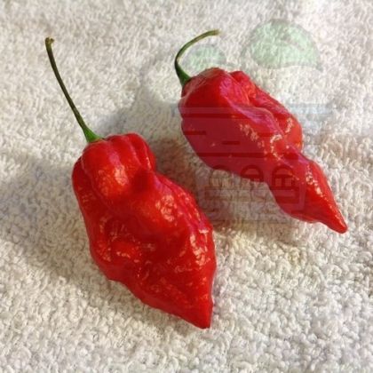Semințe de soi de ardei iute "Naga Morich" (Naga Morich) 15 buc