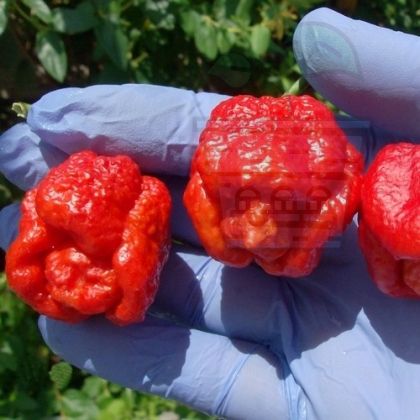Seminte de ardei iute soi "Trinidad Scorpion Moruga Blend" (Trinidad Scorpion Moruga Blend) 5 buc
