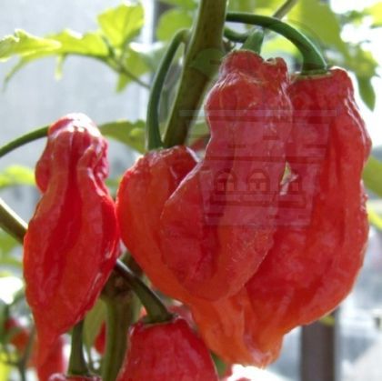 Ardei fantomă (Capsicum chinense - „Bhut Jolokia”) 10 semințe