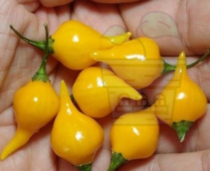 Ardei iute “Biquinho Amarela” (Capsicum chinense) 15 seminte