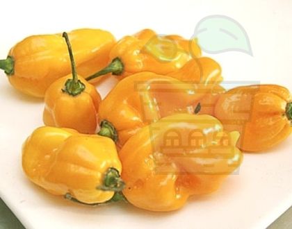 Ardei iute "Madame Jeanette" (Capsicum chinense) 15 seminte