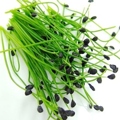 Onion - Chinese herbaceous - 750 seeds, 2.5 g.