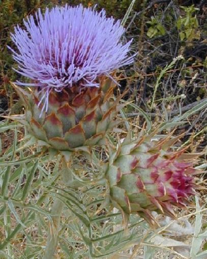 KARDOEN Gigante d Ingegnoli Bianco Avorio a Foglia Fras 100-125 zaden (5 g)