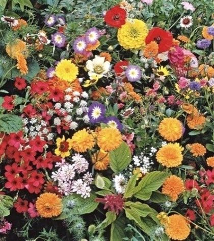 JAPANS BLOEMENGAZON voor 5-10 m2 (10 g)