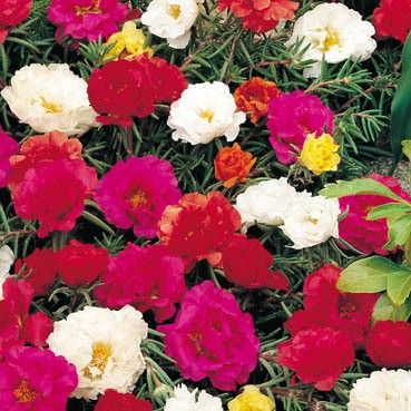 Portulaca grandiflora Double Flowered Mixed seeds - 10.000 pcs (1 g)
