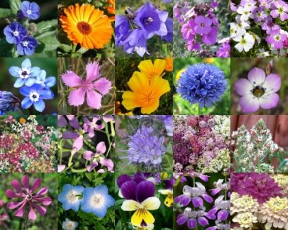 BLOEMBAKBLOEMENWEIDE Dwarf Annual Wildflowers 5-10 m2 (10 g)