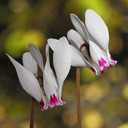 Răsaduri de ciclamen alb-roz (Cyclamen cyprium) - 1 plantă