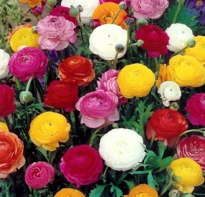 RANUNCULUS asiaticus (Paeony-flowered) Mix 10 knollen