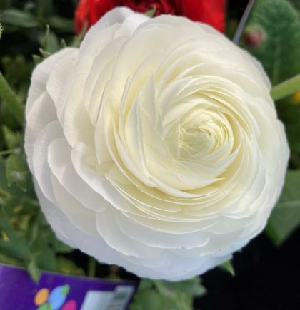 Bulbi de Ranunculus alb / Cocoș asiatic (Ranunculus asiaticus) - 10 buc.