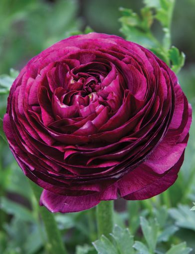 Purple Ranunculus bulbs (Ranunculus asiaticus) - 10 pcs.
