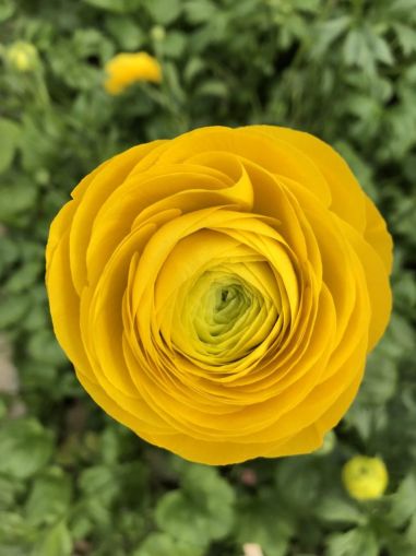 Yellow Ranunculus bulbs (Ranunculus asiaticus) - 10 pcs.