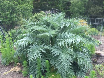 Semințe de cardon (Anghinare țepoasă) soiul "Ivory" (Cynara cardunculus) - 100-125 buc. (5 g)