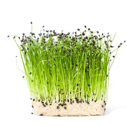 Chinese chives seeds - 750 pcs (2.5 g)