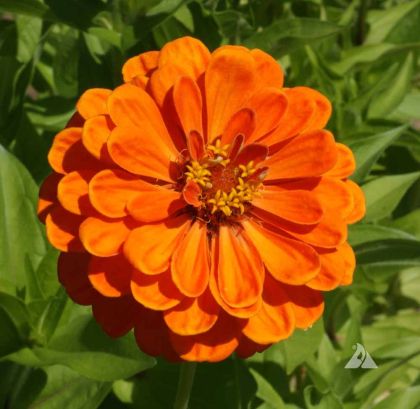 Semințe de cactus Zinnia portocaliu gigant (Zinnia elegans Aztec Orange) - 300 buc. (3 g)