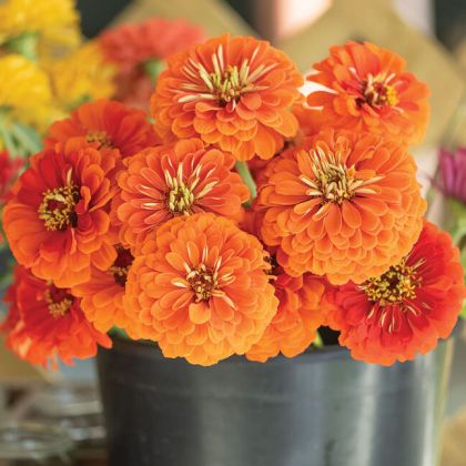 Semințe de Zinnia elegans soiul „Aztec Orange” - 300 buc. / 3 g.