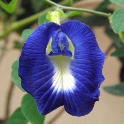 Flori - Clitoria ternatea - Albastrul - 20 de semințe