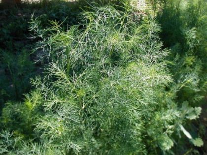 Dill Seeds - Tetradill - 4500 pieces - 5g.