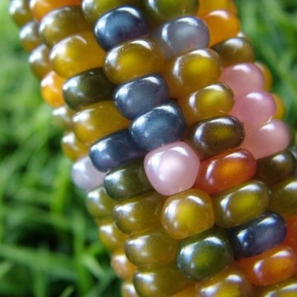 Decorative Corn Seeds - Glass Gem - 25 pieces