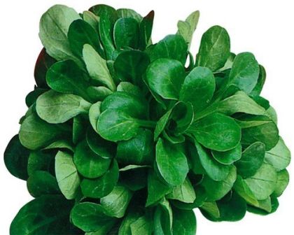 Valerian Verte de Cambrai - 25 g. semințe