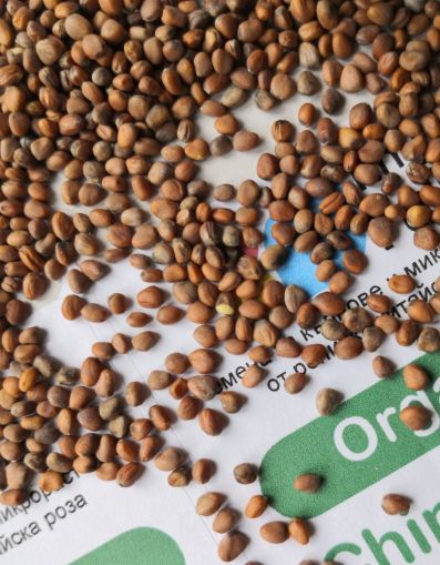 Semințe de ridiche „Ridiche chinezească” 300 g