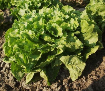 Salad - Chicory "Number 5" ± 1750 seeds (3 g)