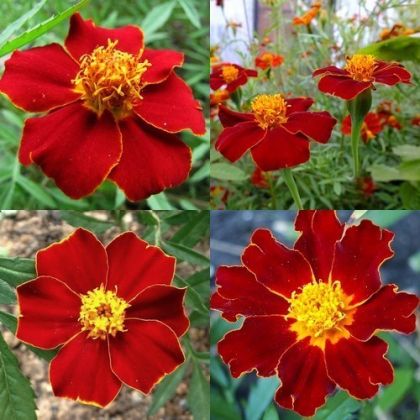 Semințe de flori Tagetes Linnaeus / Turta (Tagetes patula Linnaeus) – 250 buc. (±) / 1 g