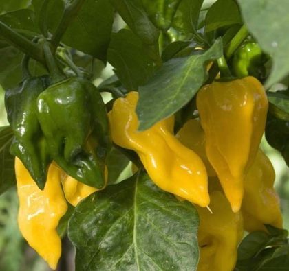 Semințe de ardei iute - Limòn - 15 bucăți