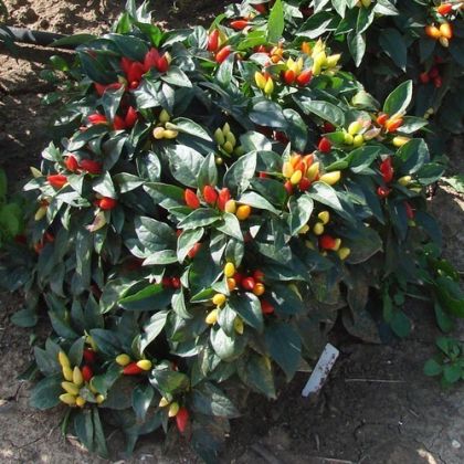 Semințe de ardei iute - Starburst - 15 bucăți