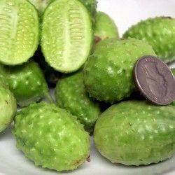 Castravete - Indiile de Vest (n.) Burr Gherkin