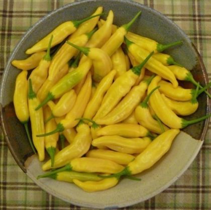 Semințe de ardei iute „Aji Pineapple” - 15 buc.