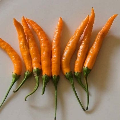 Semințe de ardei iute soiul "Orange Thai" - 15 buc.