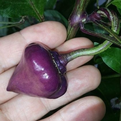 Semințe de ardei iute soiul "Purple UFO" - 15 buc.