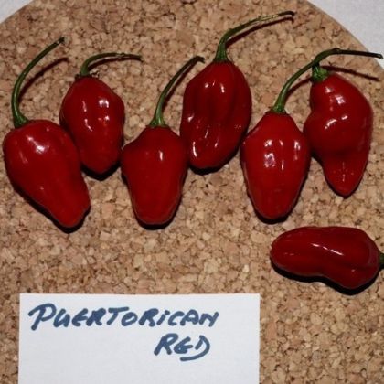 Semințe de ardei iute „Puertorican Red” - 15 buc.