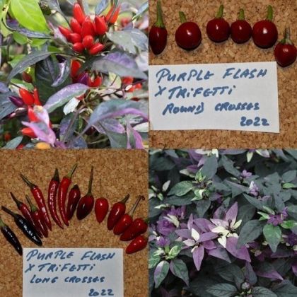 Semințe de ardei iute soiul „Purple Flash x Trifetti” - 15 buc.